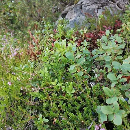 Na Er Vinteren Kommet Til Hallingdal Al Exterior photo