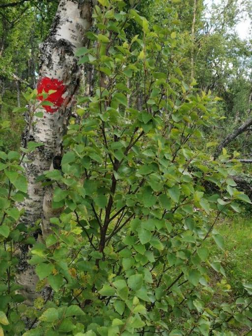 Na Er Vinteren Kommet Til Hallingdal
